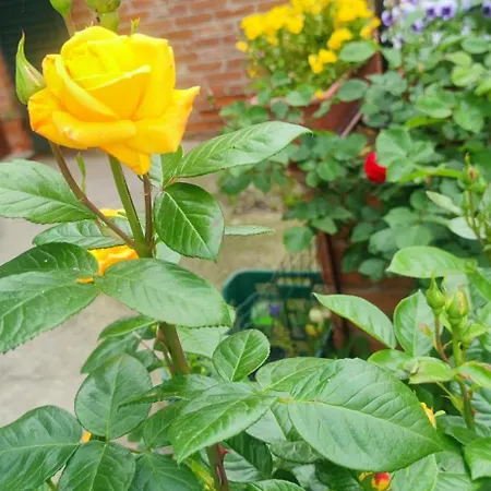 Daire Casa Mami Luxury Big Hause