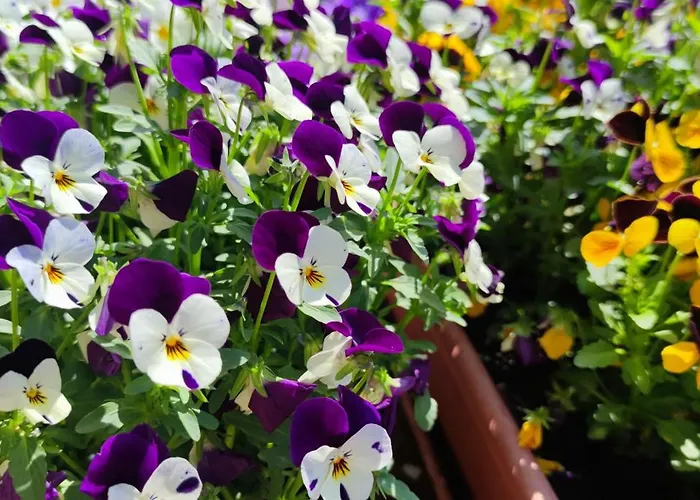 Casa Mami Luxury Big Hause * Sommariva del Bosco