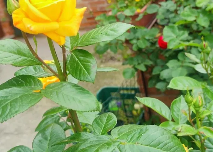 アパート Casa Mami Luxury Big Hause